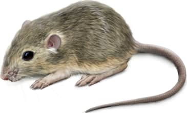 Olive-backed Pocket Mouse