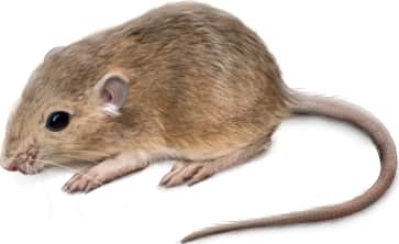 Arizona Pocket Mouse