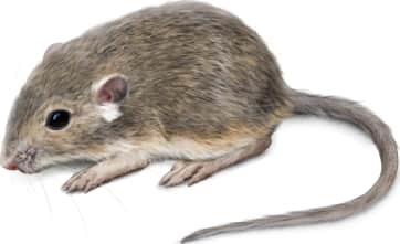 Plains Pocket Mouse