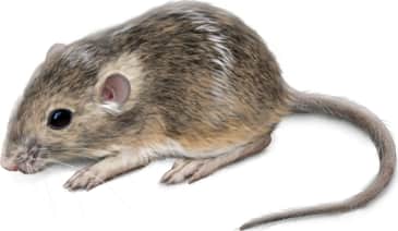Silky Pocket Mouse