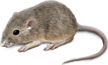 San Joaquin Pocket Mouse