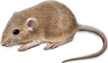 Little Pocket Mouse