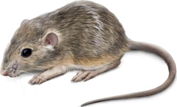 Merriam's Pocket Mouse