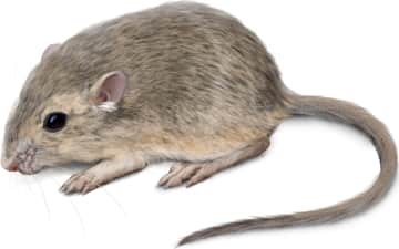 Great Basin Pocket Mouse