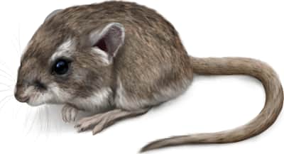 Dark Kangaroo Mouse