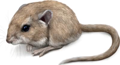 Pale Kangaroo Mouse