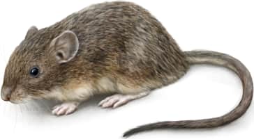 Mexican Spiny Pocket Mouse