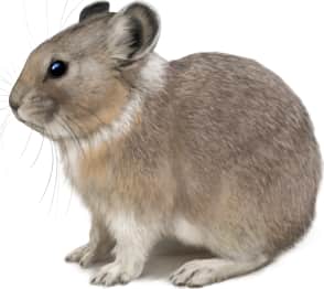Collared Pika