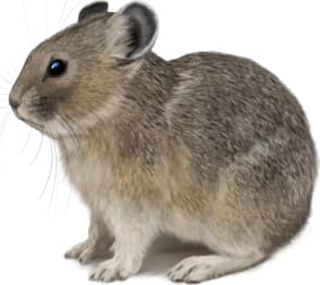 American Pika