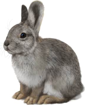 Columbia Basin Pygmy Rabbit