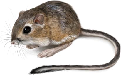 Agile Kangaroo Rat
