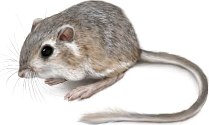 Gulf Coast Kangaroo Rat — Island form