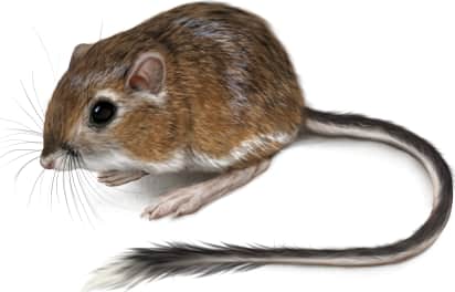 California Kangaroo Rat