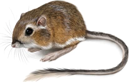 Heermann's Kangaroo Rat