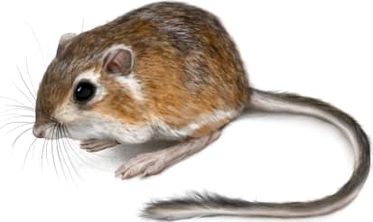 Gulf Coast Kangaroo Rat