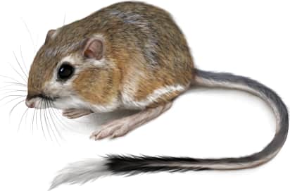 Texas Kangaroo Rat