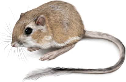 Desert Kangaroo Rat
