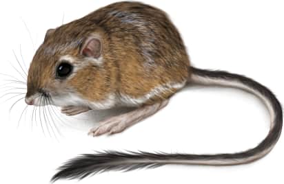 Merriam's Kangaroo Rat