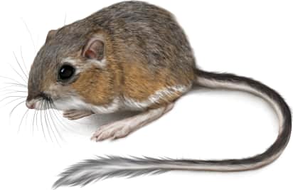 Chisel-toothed Kangaroo Rat