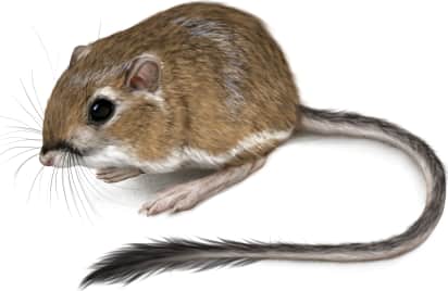 Ord's Kangaroo Rat