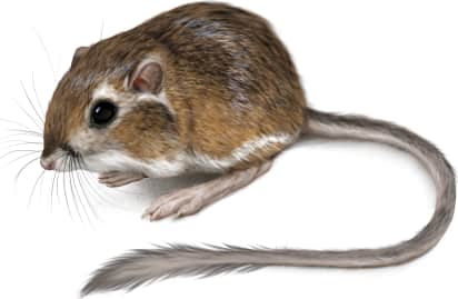 Panamint Kangaroo Rat