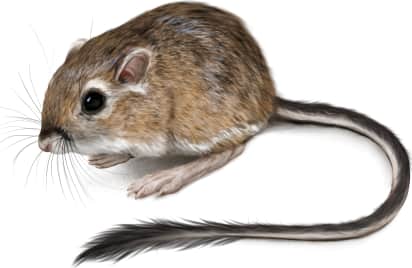 Dulzura Kangaroo Rat