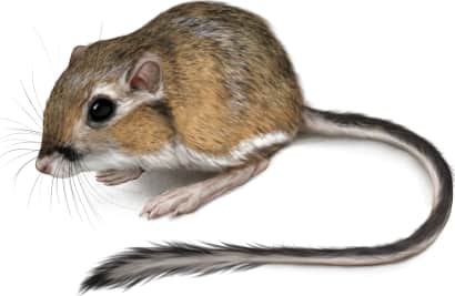 Stephens's Kangaroo Rat