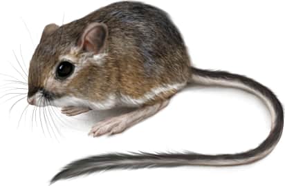Narrow-faced Kangaroo Rat