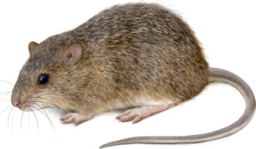 Coues' Rice Rat