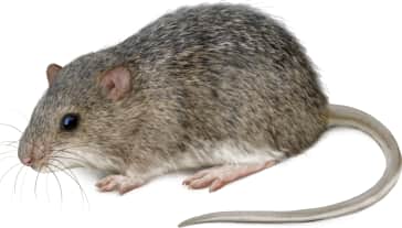 Marsh Rice Rat