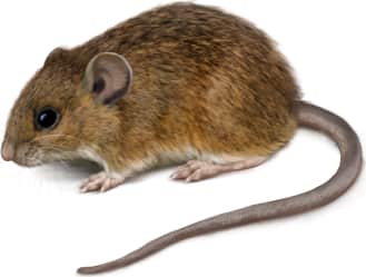 Fulvous Harvest Mouse