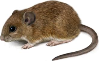Eastern Harvest Mouse