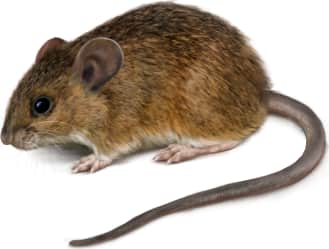 Salt Marsh Harvest Mouse — Northern Salt-marsh Harvest Mouse