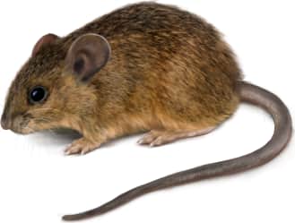 Salt Marsh Harvest Mouse