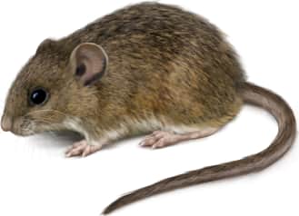 Western Harvest Mouse