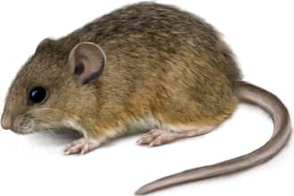Plains Harvest Mouse