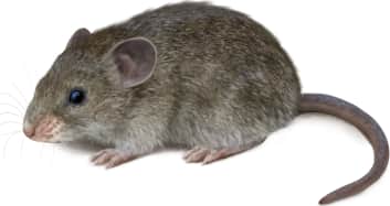 Northern Pygmy Mouse