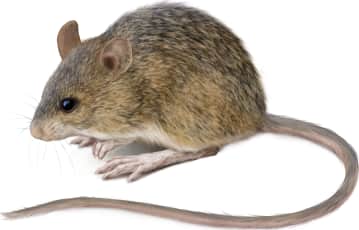 Western Jumping Mouse