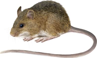 Woodland Jumping Mouse