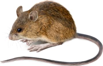 Pacific Jumping Mouse