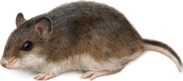 Northern Grasshopper Mouse — Dark Form