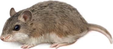 Northern Grasshopper Mouse
