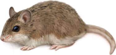 Southern Grasshopper Mouse