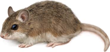 Chihuahuan Grasshopper Mouse