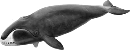 Bowhead Whale