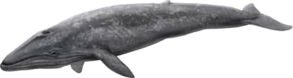 Blue Whale