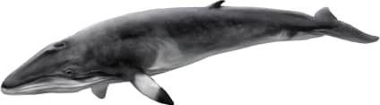 Minke Whale
