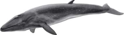 Sei Whale
