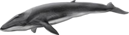 Fin Whale