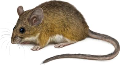 California Mouse